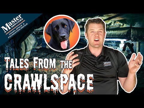 Tales from the Crawlspace: Four legged creep!