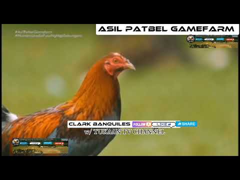 ASIL ◇  PATBEL GAMEFARM