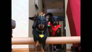 BATDOG &amp; Robin Defeat the Burglar!
