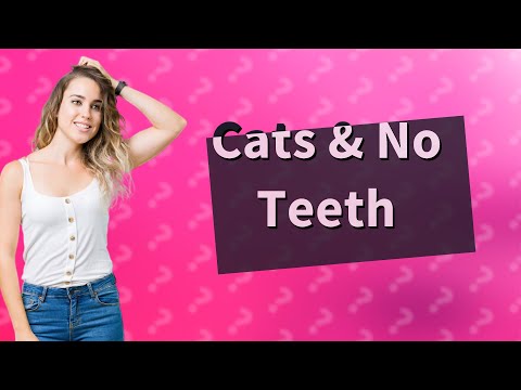 Can a cat eat dry food with no teeth?