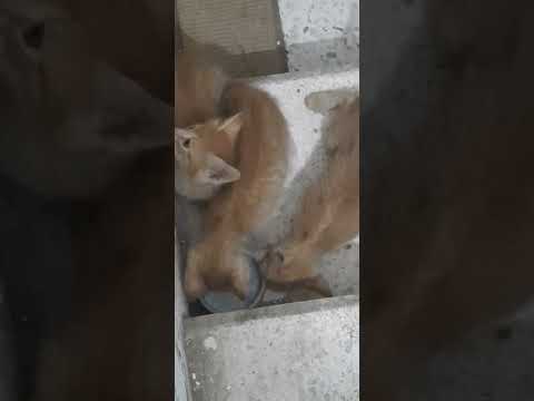 Poor kittens are so thirsty😳#public #youtuber #cat #catlover #video #compilation