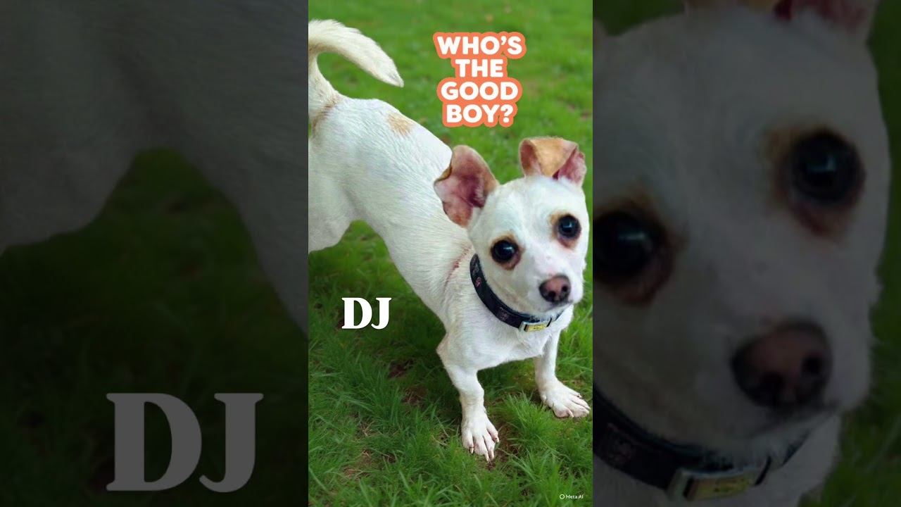 Enlarge DJ, a Adoptable mixed breed in San Ysidro, CA video 5/5