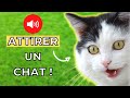 Bruit de Chat pour Attirer un Chat (GARANTI) 🐱 Miaulement pour attirer les chats