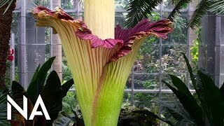 A LOT of Corpse Flowers Are Blooming All at Once
