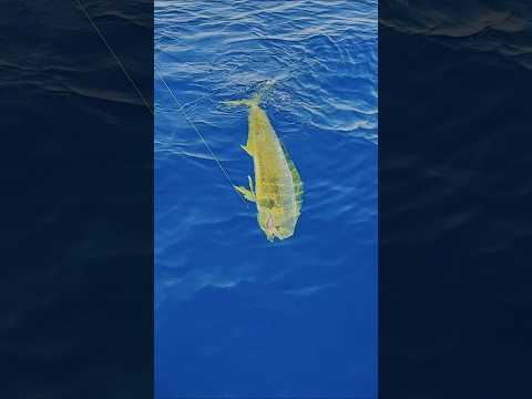 Ο μεγαλύτερος κυνηγός 🐟(Mahi Mahi) που εχω πιάσει ποτέ! 🎣 #fishing #fish #fishingvideos