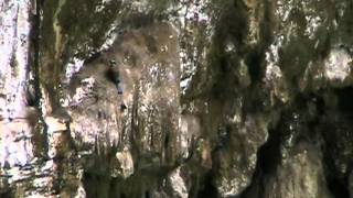 preview picture of video 'Cenote ox man (3 veces por el mismo camino), cerca de Valladolid, Yucatán.'