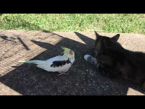 Cockatiel and cat friendships