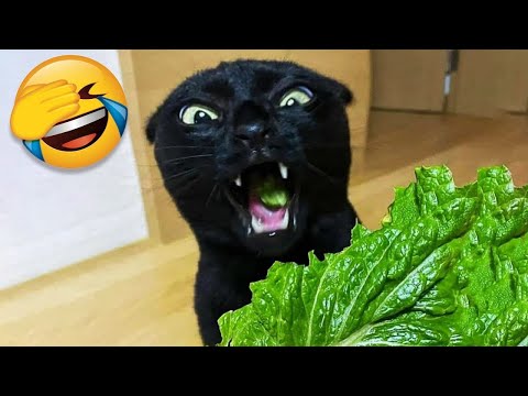 Funniest Cats and Dogs Videos😁 - Funny Animal Videos 2023!😹  #8