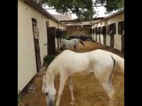 Nasra Ikhnatoon & Abeer Al Saharaa.