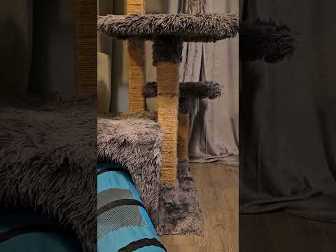 Teddy spots Theodora  #cat