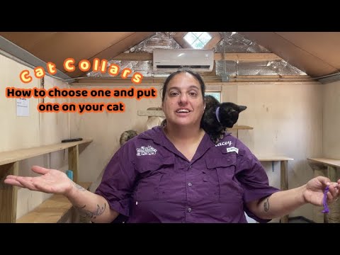 Cat collars: how to choose one and put them on your cat