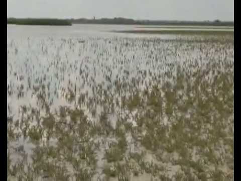 Újraéled a Böddi-szék szikes tó