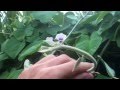 Hawaiian Baby Woodrose Organic Hawaii HBWR (Argyreia nervosa)