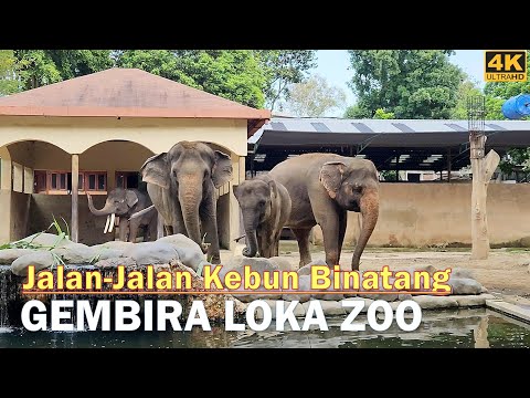 Tur Lengkap Jalan-Jalan Kebun Binatang GEMBIRA LOKA YOGYAKARTA❗🐘🦅🐍🐫🐒Full Walking Around Bonbin Jogja
