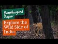Bandhavgarh Tiger Reserve Safari Majestic Tigers Of Madhya Pradesh हिंदी