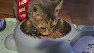 bopa serving diner #cutekittycat