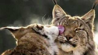 PESADO - Si Ella Supiera