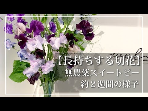 スイートピー 植物