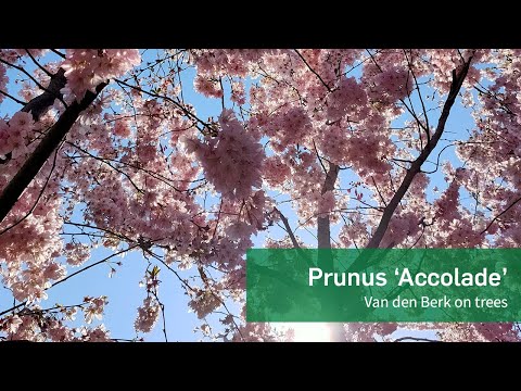 Prunus 'Accolade'  - Van den Berk on Trees
