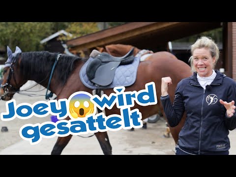 Pferd das erste Mal unterm Sattel - Schonende Gewöhnung an das wichtigste Reitzubehör