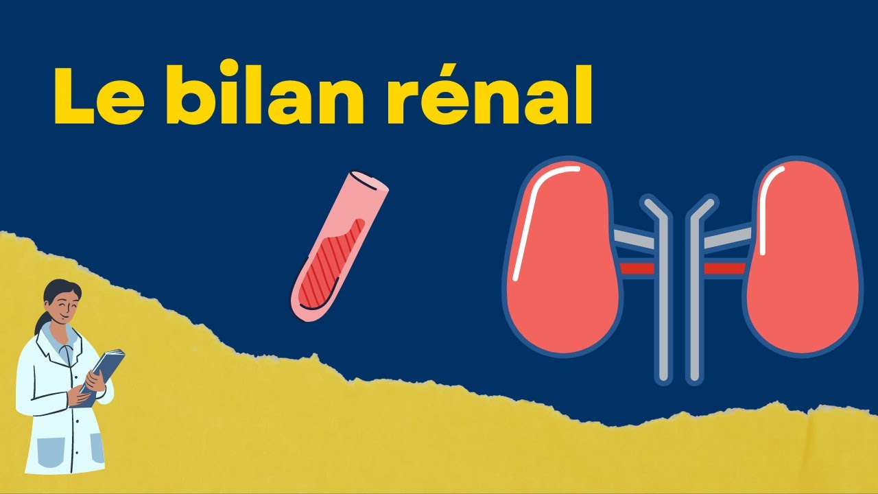 Interpréter un bilan rénal: créatinine et urée