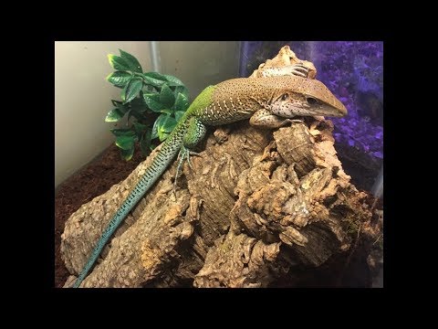 Green Ameiva Care