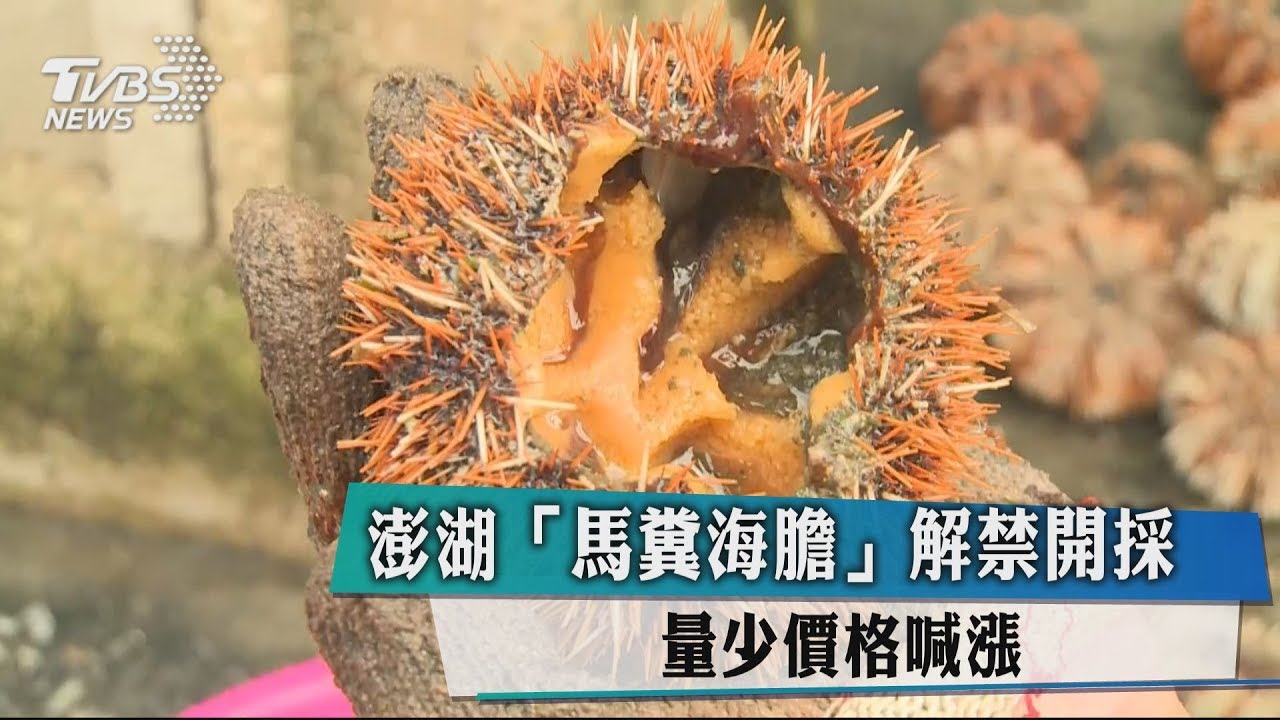 澎湖「馬糞海膽」解禁開採 量少價格喊漲