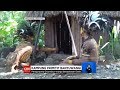 Kampung Primitif Banyuwangi Kampung Primitif Banyuwangi