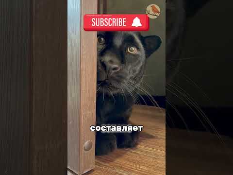 Некоторые факты о пантерах🥰