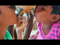 Cow milk drinking for funny | cow milk videos