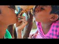 Cow Milk Drinking For Funny Cow Milk Videos