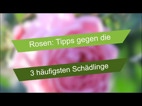 3 Tipps gegen Rosenschädlinge