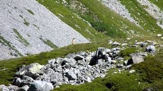 De Pralognan au Lac des Vaches