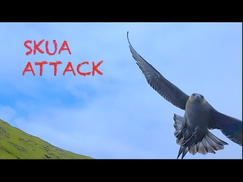 Arctic skua ATTACK! Faroe Islands