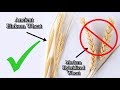 Modern hybridized wheat - Stay away from it