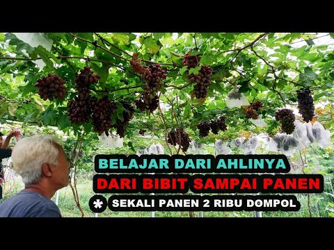 , title : 'Panduan Budidaya Anggur Import dari Bibit Sampai Panen / MASIH MUDA SUDAH EXPERT ANGGUR'