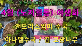 2024년4 .7) 4월 처음보는 노지월동 야생화 총 판매장 (엔드리스썸머수국)