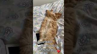 びっくり！🤗ぬいぐるみだと思ったら猫だった！😸可愛すぎる❤️#shorts #メインクーン #ネコ執事