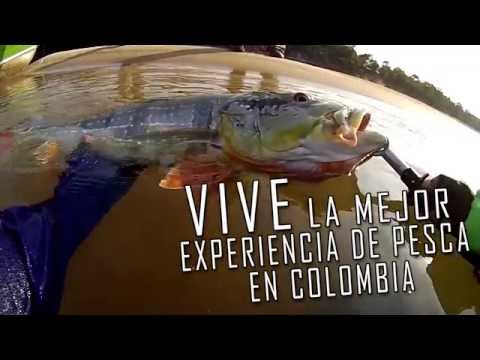 PESCA DE PAVON 