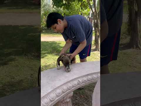 #shortvideo #dog #doglover