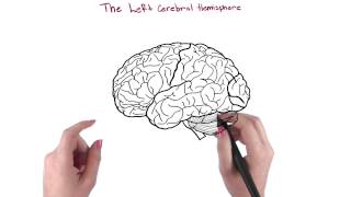 Cerebral hemispheres - Intro to Psychology