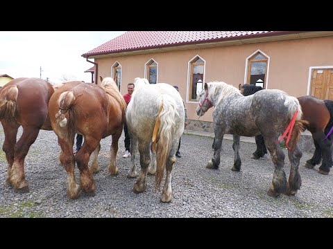 Armăsarii lui Valentin Biga de la Apalina - Reghin 2022