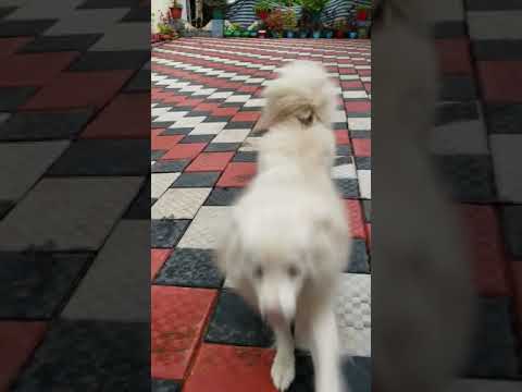 cute and funny dog videos. indian spitz & pomeranian🐶