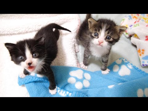 ミルクのおねだりコールが激しい子猫達。お腹を満たすと可愛いことに ( *´艸｀)♡ | TRILL【トリル】