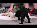 Standard Poodle dogs for sale: Braden - Video 1