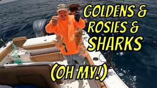 Deep Drop fishing for Golden Tile and Rosefish at the Norfolk Canyon (This is how to do it!)