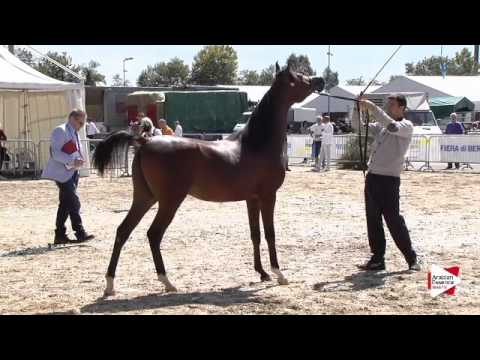 N.23 NAVAR DI MAR - Bergamo 2015 - Yearling Colts (Class 2B)