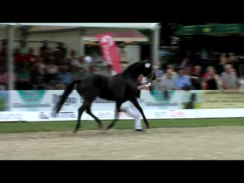 Egalina de Luxe v. San Amour x Depardieu in Rastede 2014