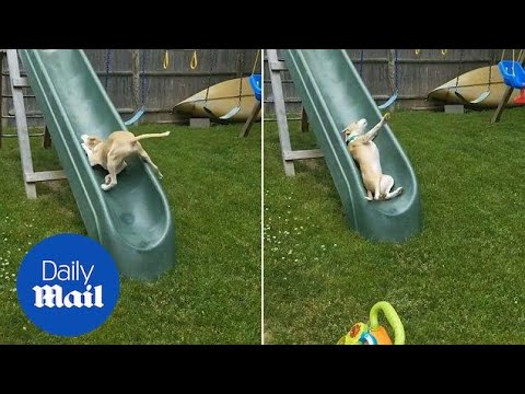 Hilarious footage shows determined dog attempting to climb a slide