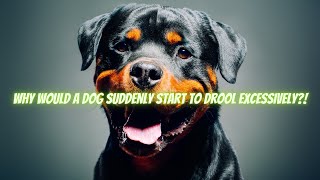 Why would a dog suddenly start to drool excessively?
